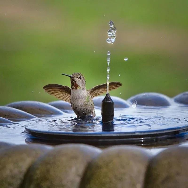 Water Solar Pump Panel Products Solar Fountain Water Pump Kit - SolarSpray™️ SolarSpray™️ Water Fountain Kit Zaavio®