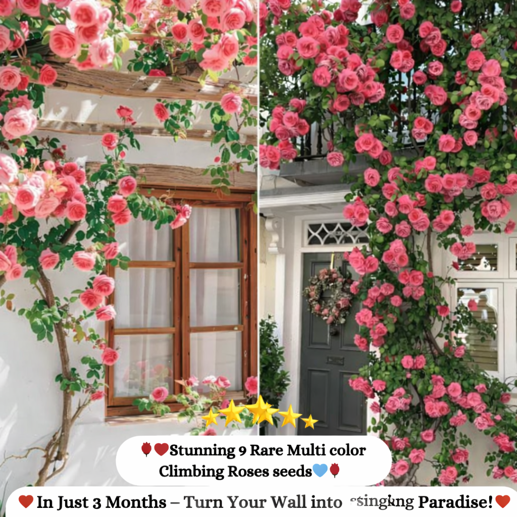 Elegant Climbing Rose Flower Seeds