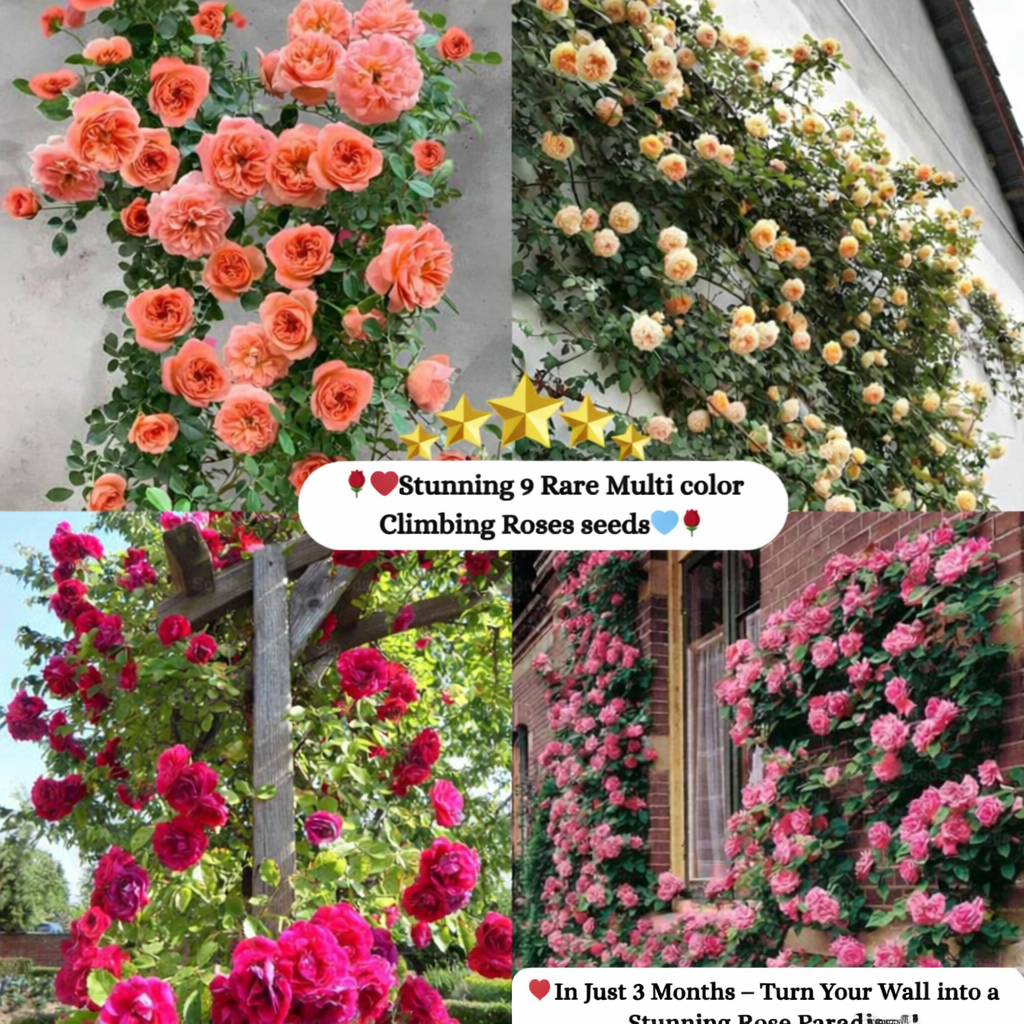 Elegant Climbing Rose Flower Seeds