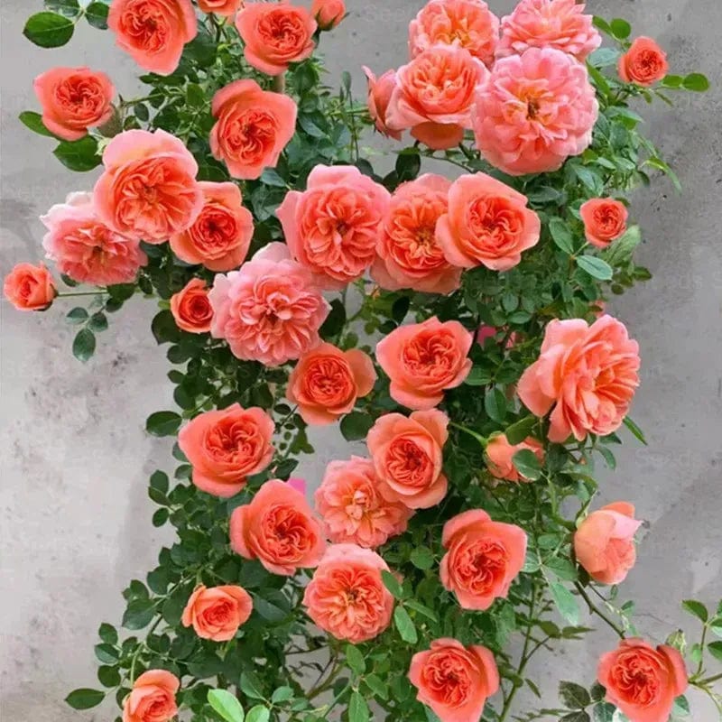 200 Stunning Rare Climbing Rose Seeds + Free Growth Booster! 200 Stunning Rare Climbing Rose Seeds + Free Growth Booster!