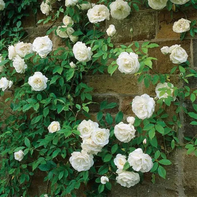 200 Stunning Rare Climbing Rose Seeds + Free Growth Booster! 200 Stunning Rare Climbing Rose Seeds + Free Growth Booster!