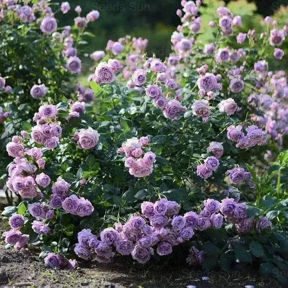 200 Stunning Rare Climbing Rose Seeds + Free Growth Booster! 200 Stunning Rare Climbing Rose Seeds + Free Growth Booster!