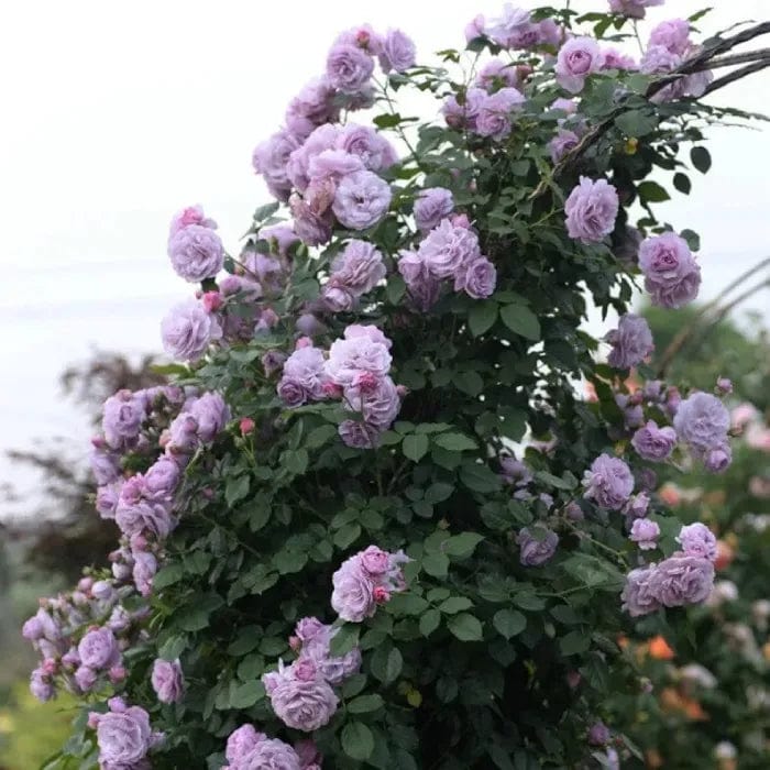 200 Stunning Rare Climbing Rose Seeds + Free Growth Booster! 200 Stunning Rare Climbing Rose Seeds + Free Growth Booster!