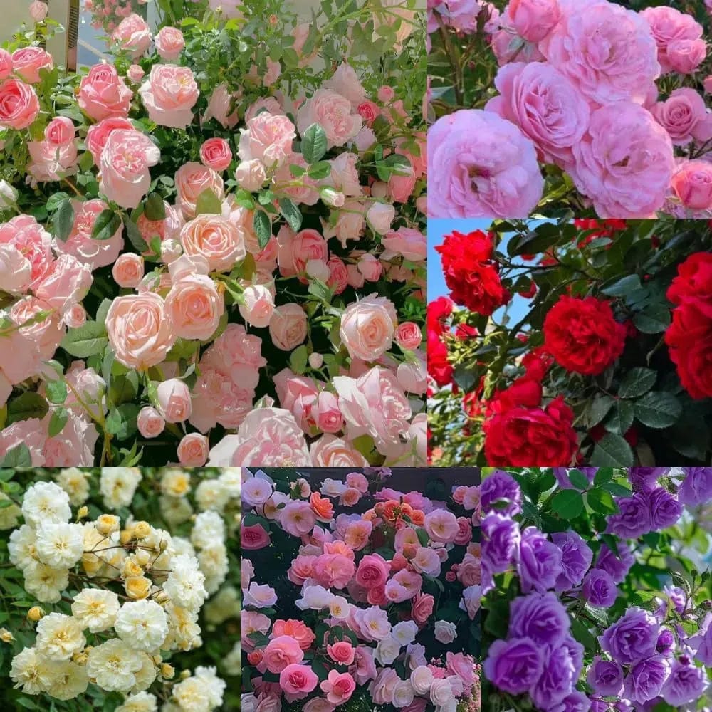200 Stunning Rare Climbing Rose Seeds + Free Growth Booster! 200 Stunning Rare Climbing Rose Seeds + Free Growth Booster!