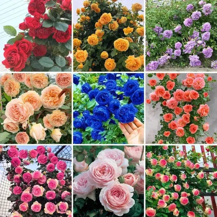 200 Stunning Rare Climbing Rose Seeds + Free Growth Booster! 200 Stunning Rare Climbing Rose Seeds + Free Growth Booster!