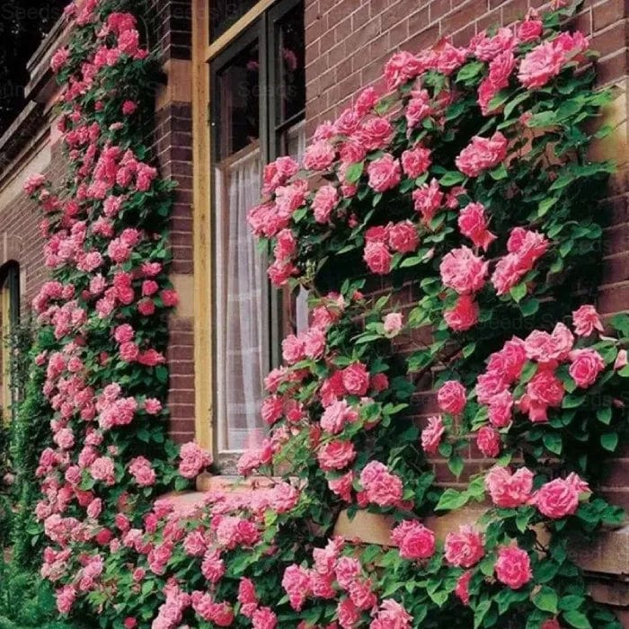 200 Stunning Rare Climbing Rose Seeds + Free Growth Booster! 200 Stunning Rare Climbing Rose Seeds + Free Growth Booster!