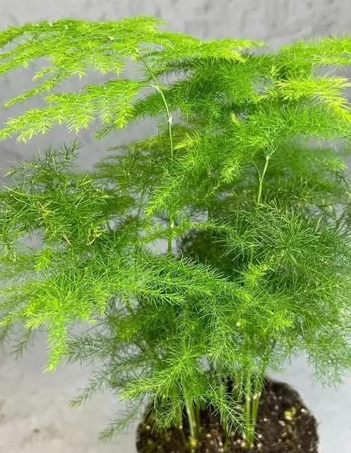 Asparagus Seeds (Pack of 30 Seeds) | Vegetable Seeds Planting Outdoors Organic asparagus Plants Vegetable Garden & Plants Asparagus Seeds (Pack of 30 Seeds)