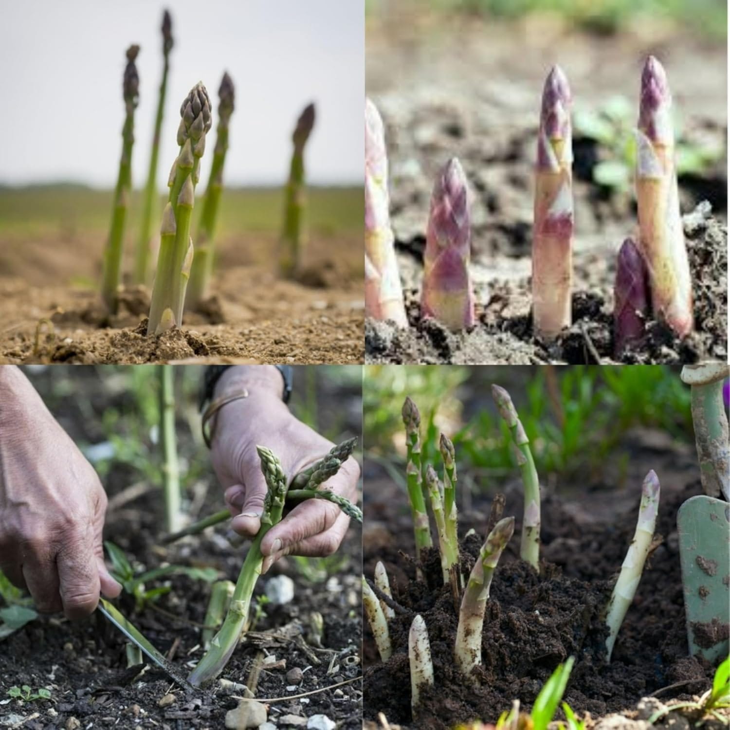 Asparagus Seeds (Pack of 30 Seeds) | Vegetable Seeds Planting Outdoors Organic asparagus Plants Vegetable Garden & Plants Asparagus Seeds (Pack of 30 Seeds)