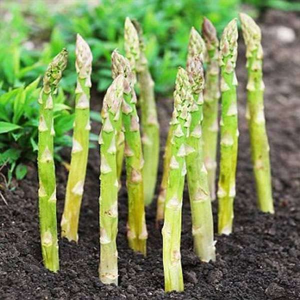 Asparagus Seeds (Pack of 30 Seeds) | Vegetable Seeds Planting Outdoors Organic asparagus Plants Vegetable Garden & Plants Asparagus Seeds (Pack of 30 Seeds)