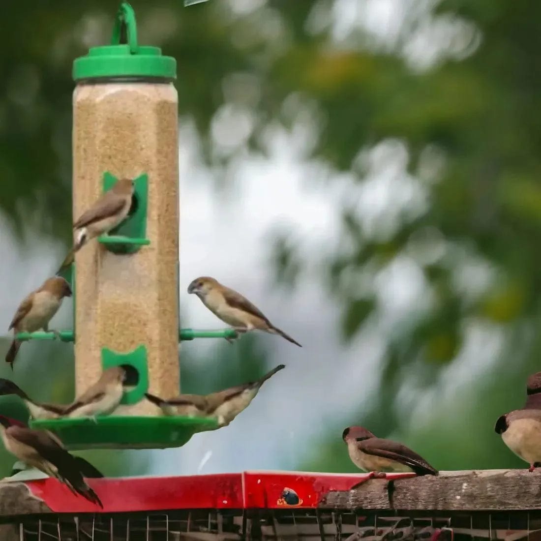 Bird Feeder | Houses For Birds Bird Food Water Feeder Pigeon Food Seed (Set of 2) Bird Feeder (Set of 2)