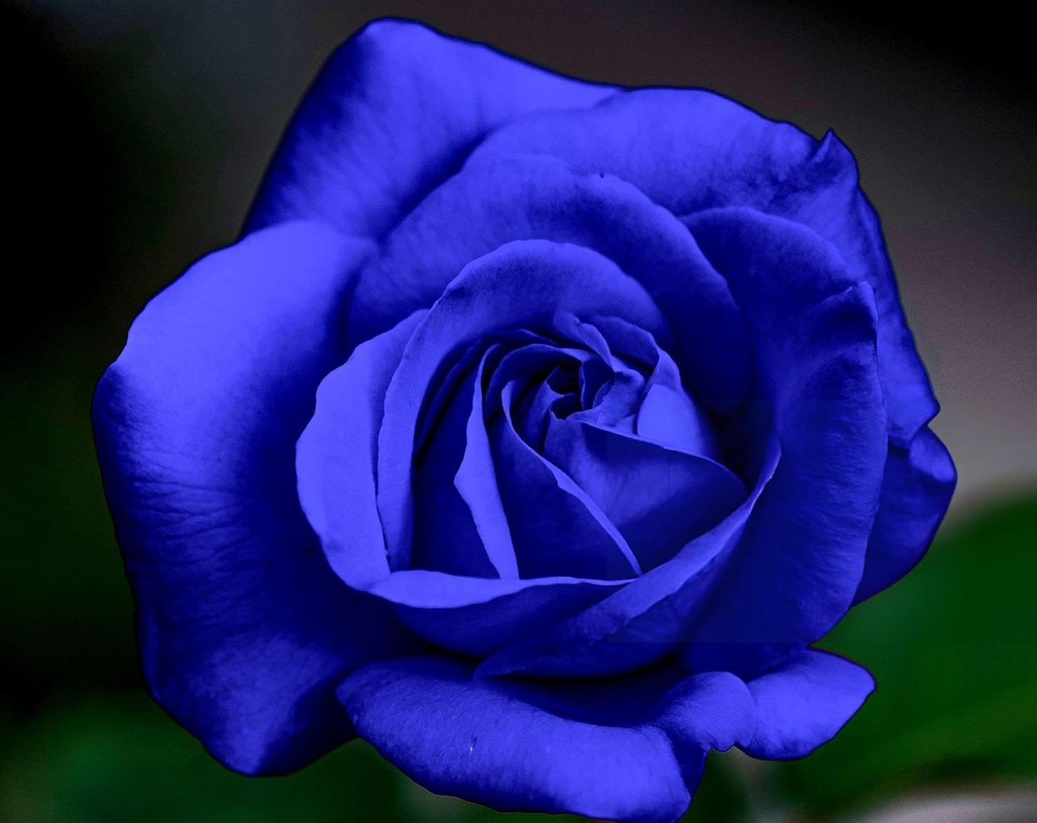 Blue Rose Seeds | Flower Seeds Rose Plant Lotus Seed Flowering Blue Rose Plant Blue Rose Seeds (Set of 20 seeds)