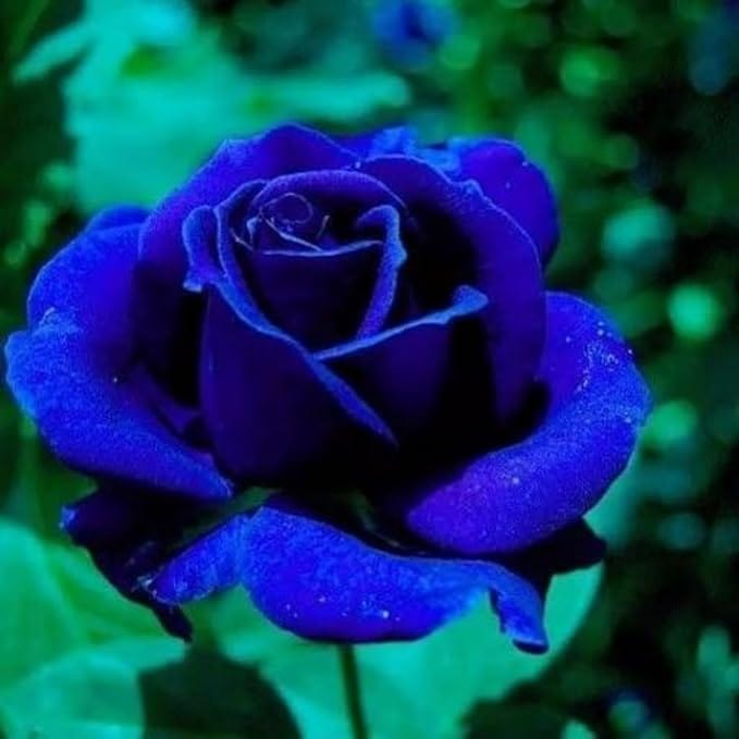 Blue Rose Seeds | Flower Seeds Rose Plant Lotus Seed Flowering Blue Rose Plant Blue Rose Seeds (Set of 20 seeds)