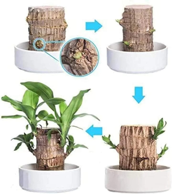 😌 Brazil Wood Potted Plant🍀 [Buy 1 Get 1 Free] 😌 Brazil Wood Potted Plant🍀 [Buy 1 Get 1 Free]