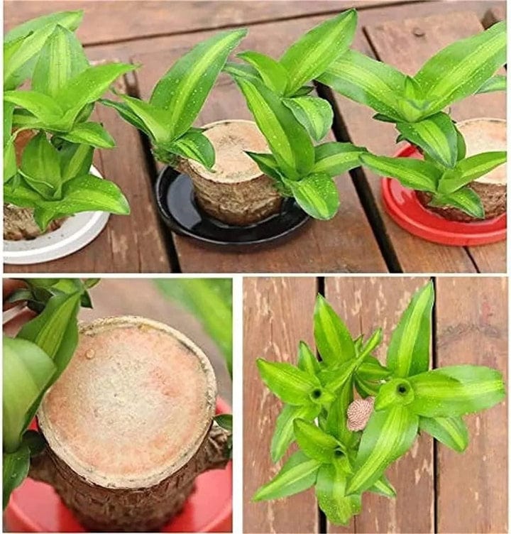 😌 Brazil Wood Potted Plant🍀 [Buy 1 Get 1 Free] 😌 Brazil Wood Potted Plant🍀 [Buy 1 Get 1 Free]