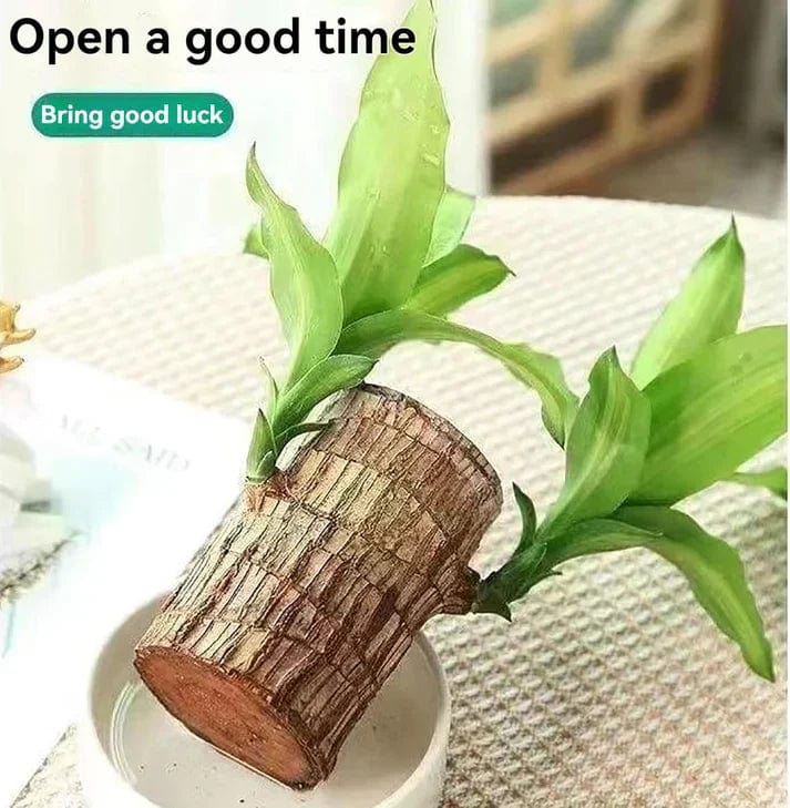 😌 Brazil Wood Potted Plant🍀 [Buy 1 Get 1 Free] 😌 Brazil Wood Potted Plant🍀 [Buy 1 Get 1 Free]
