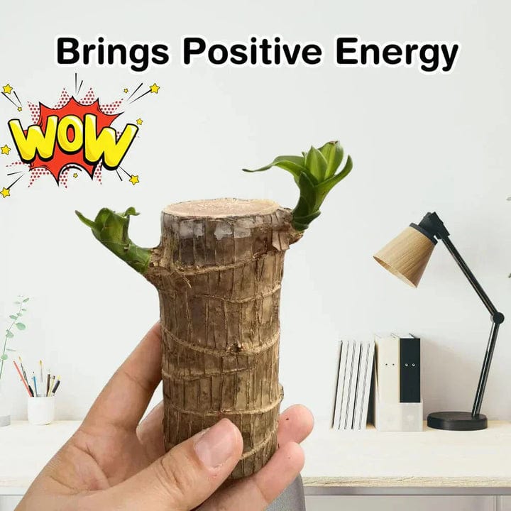 😌 Brazil Wood Potted Plant🍀 [Buy 1 Get 1 Free] 😌 Brazil Wood Potted Plant🍀 [Buy 1 Get 1 Free]