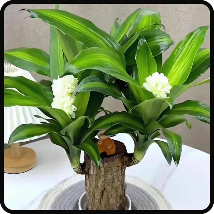 😌 Brazil Wood Potted Plant🍀 [Buy 1 Get 1 Free] 😌 Brazil Wood Potted Plant🍀 [Buy 1 Get 1 Free]