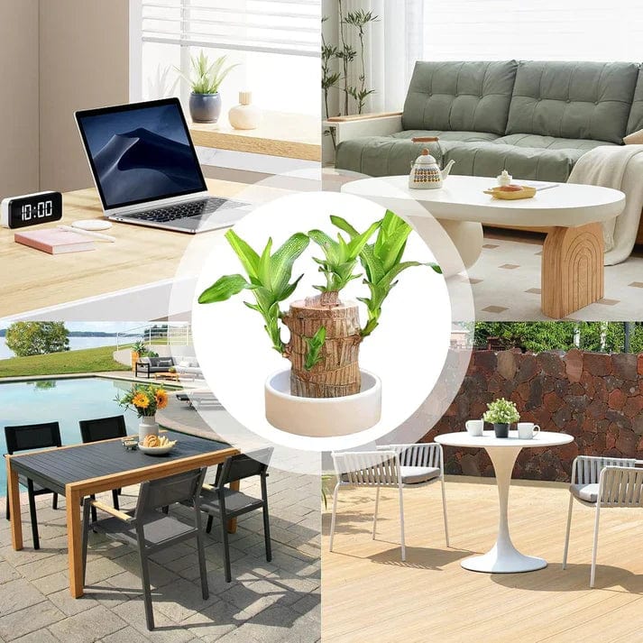 😌 Brazil Wood Potted Plant🍀 [Buy 1 Get 1 Free] 😌 Brazil Wood Potted Plant🍀 [Buy 1 Get 1 Free]