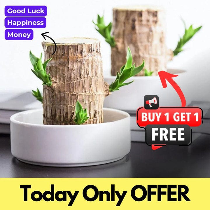 😌 Brazil Wood Potted Plant🍀 [Buy 1 Get 1 Free] 😌 Brazil Wood Potted Plant🍀 [Buy 1 Get 1 Free]