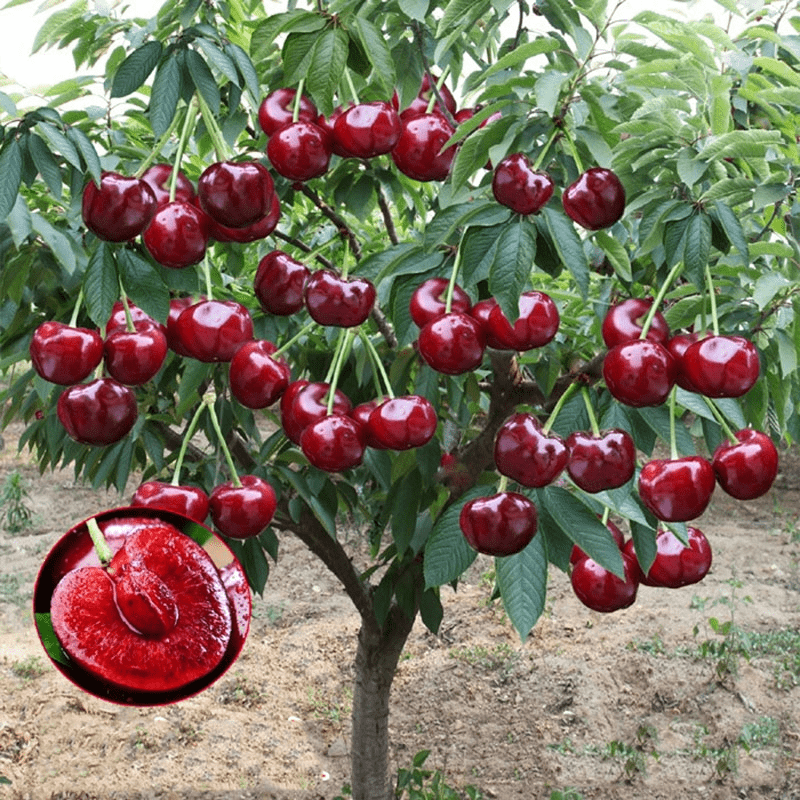 Cherrioxy™️ | Cherry Trees Flower Seeds Garden Organic Seeds Plant Cherry Seeds Cherrioxy™️Rainier Cherry Fruit Seeds (100 gms) Zaavio®