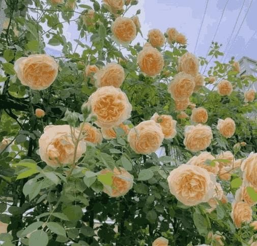 Climbing Rose Flower Seeds | Rose Plant Garden Climbing Rose Plant Seed Elegant Climbing Rose Flower Seeds