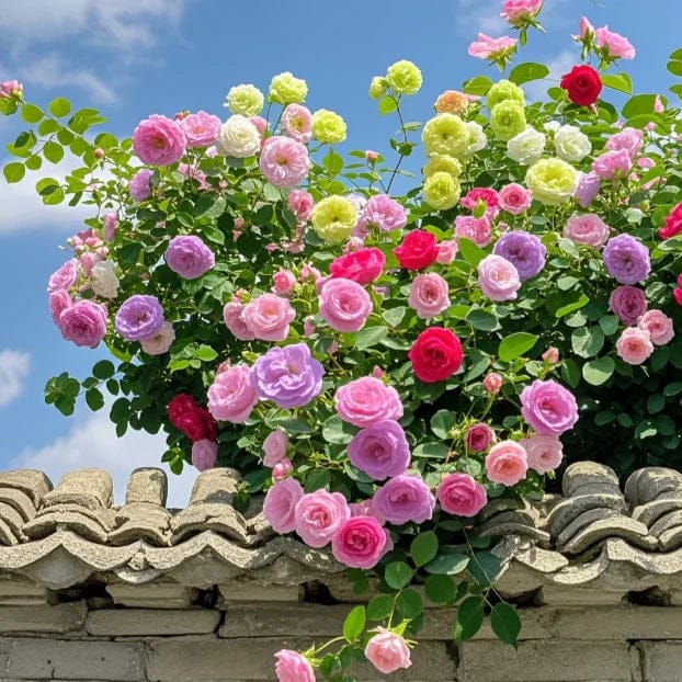 Climbing Rose Flower Seeds | Rose Plant Garden Climbing Rose Plant Seed Elegant Climbing Rose Flower Seeds