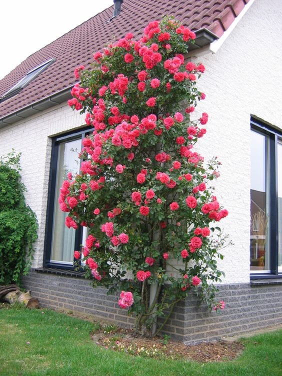 Climbing Rose Flower Seeds | Rose Plant Garden Climbing Rose Plant Seed Elegant Climbing Rose Flower Seeds