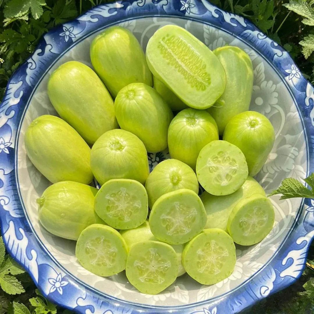 Cucumber Seeds | Jade Plant Succulent Plants Garden Planting Cucumber Seeds Plant Grow Cucumber Seeds