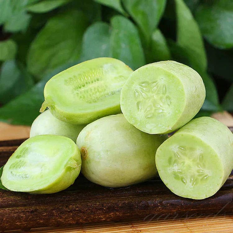 Cucumber Seeds | Jade Plant Succulent Plants Garden Planting Cucumber Seeds Plant Grow Cucumber Seeds