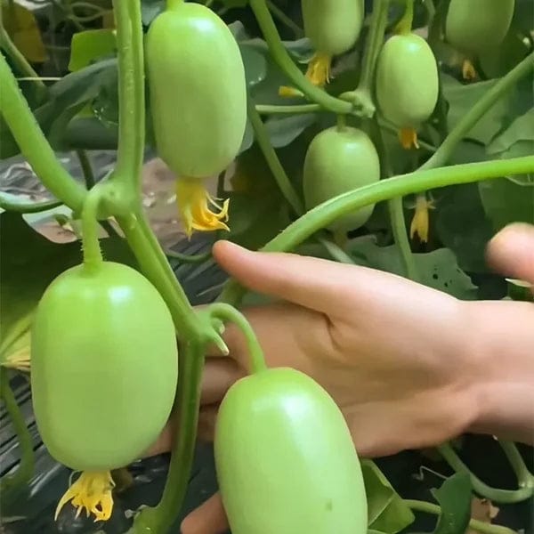 Cucumber Seeds | Jade Plant Succulent Plants Garden Planting Cucumber Seeds Plant Grow Cucumber Seeds