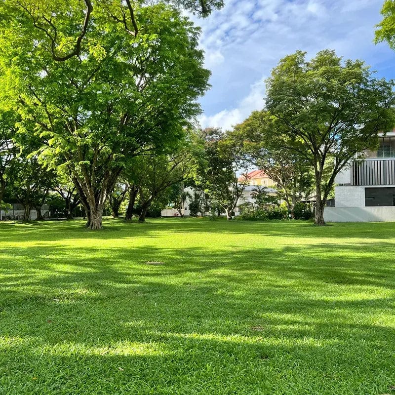 Evergreen Dwarf Grass Seed | Seedling Germination Grass Seeds For Lawn Garden Seed  Evergreen Dwarf Grass Seed