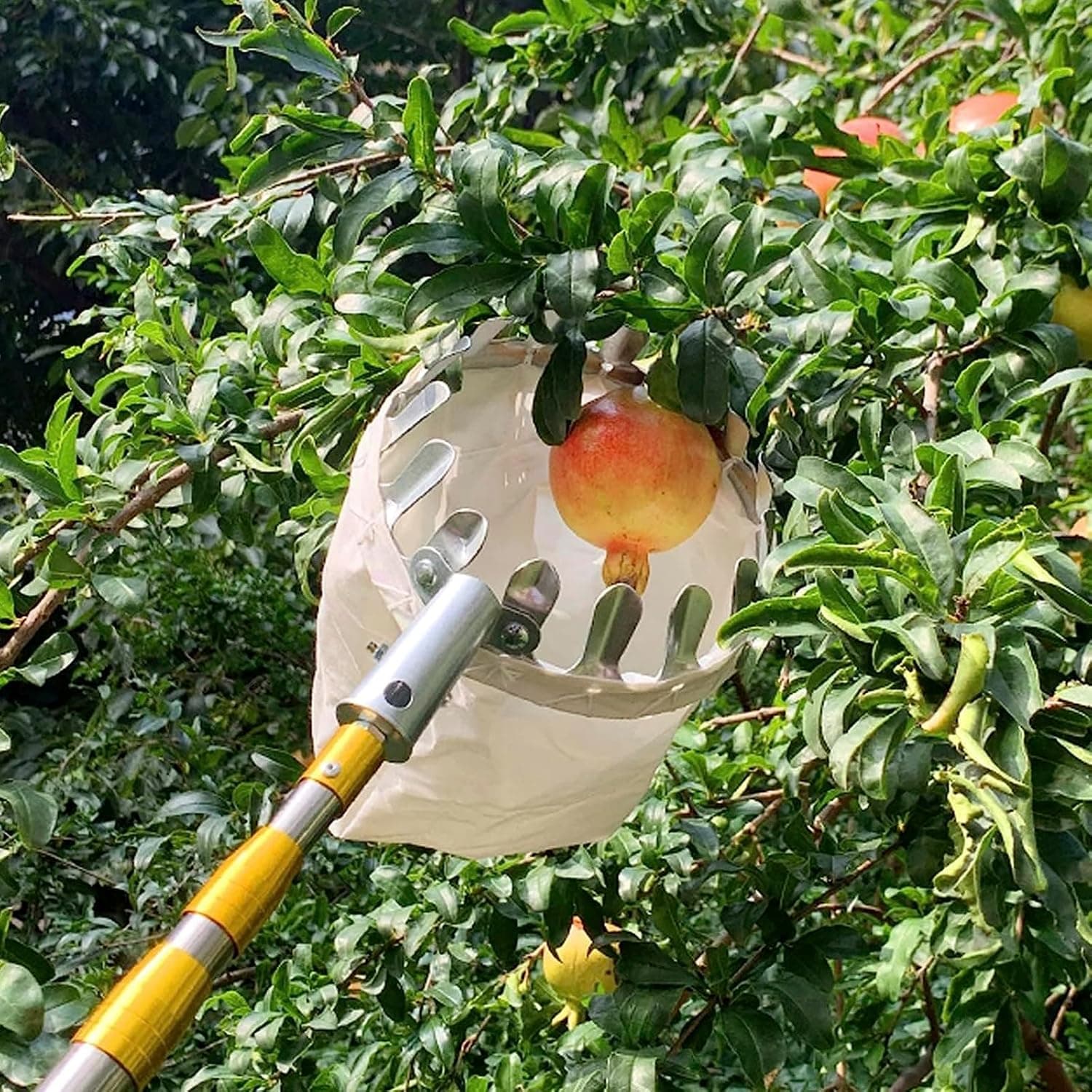 Fruit Picker | Fruit Picker Cherries Picking Apple Picker Tool Harvest Fruit Fruit Picker Zaavio®