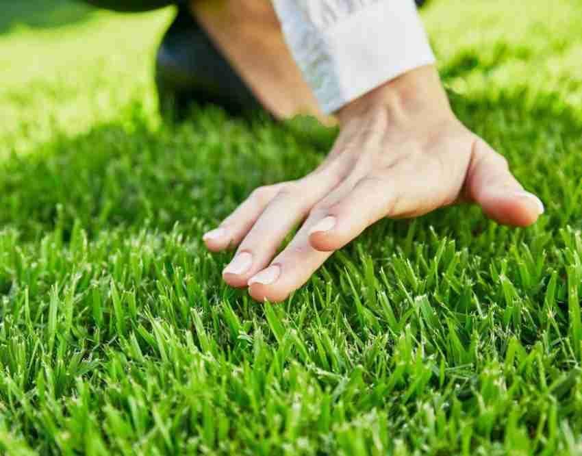 Grassonix (Set of 2) | Germination Seeds Grass Seed Lawn Water Seedling Plantation Garden & Plants Grassonix All Seasons Grass Seeds (Set of 2)