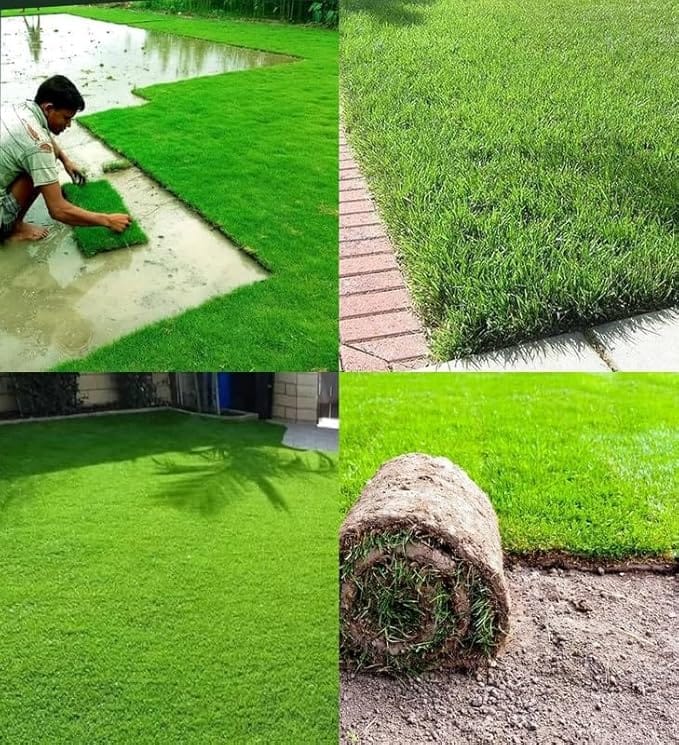 Grassonix (Set of 2) | Germination Seeds Grass Seed Lawn Water Seedling Plantation Garden & Plants Grassonix All Seasons Grass Seeds (Set of 2)