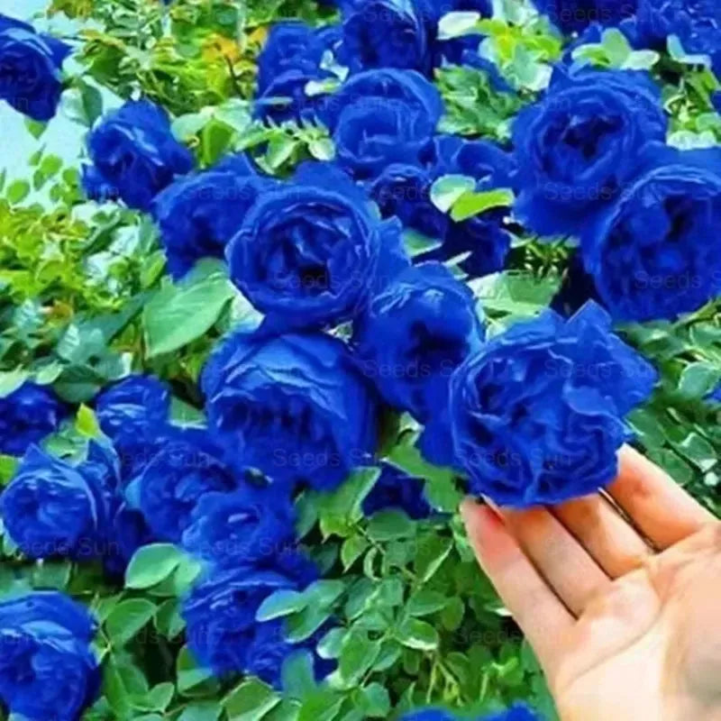 Elegant Climbing Rose Flower Seeds