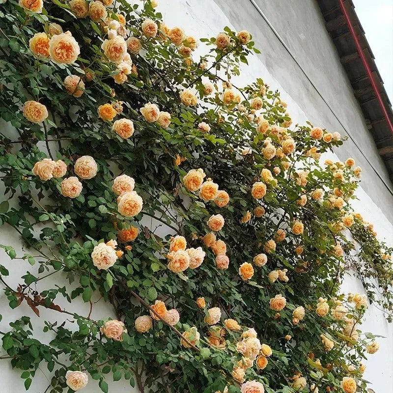 Elegant Climbing Rose Flower Seeds