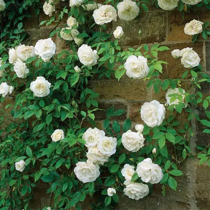 Elegant Climbing Rose Flower Seeds