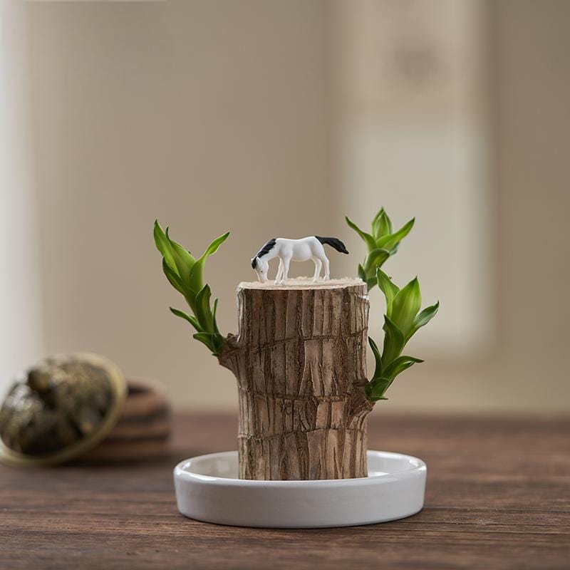 Lucky Brazil Wood Potted Plant (set of 2) | Succulent Plants Purify Air Pot Plant Lucky Brazil Wood Potted Plant (set of 2)