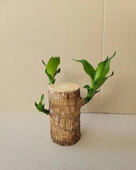 Lucky Brazil Wood Potted Plant (set of 2) | Succulent Plants Purify Air Pot Plant Lucky Brazil Wood Potted Plant (set of 2)