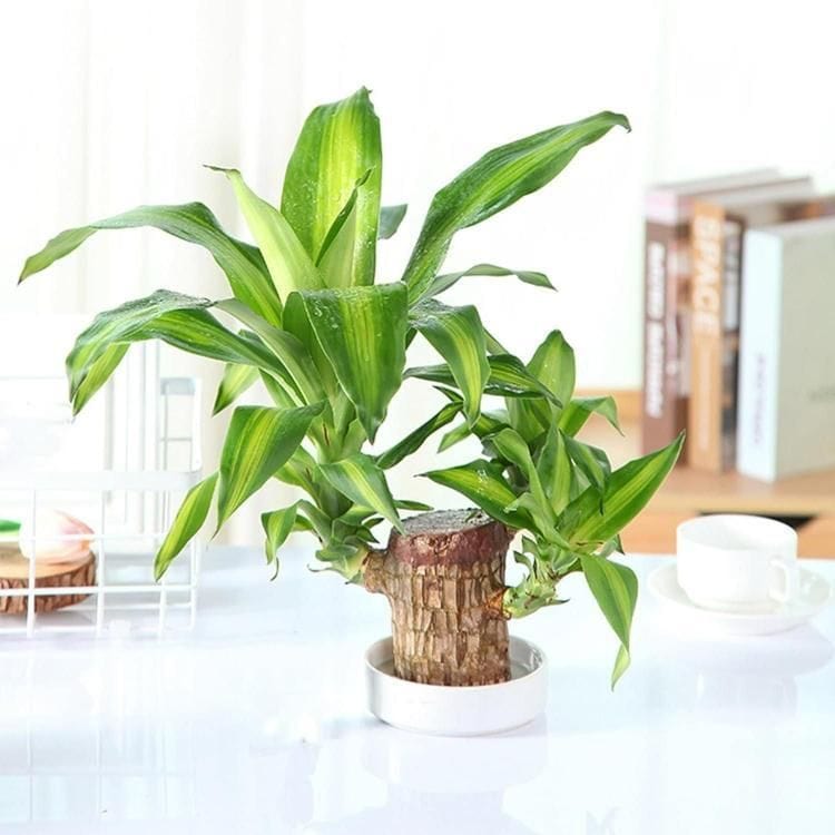 Lucky Brazil Wood Potted Plant (set of 2) | Succulent Plants Purify Air Pot Plant Lucky Brazil Wood Potted Plant (set of 2)