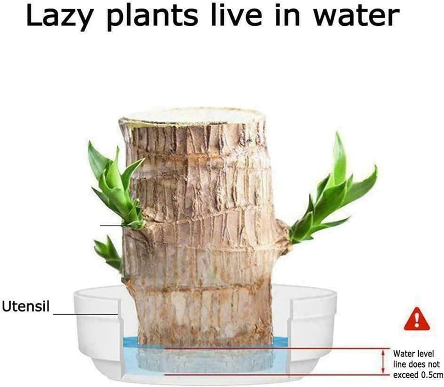 Lucky Brazil Wood Potted Plant (set of 2) | Succulent Plants Purify Air Pot Plant Lucky Brazil Wood Potted Plant (set of 2)