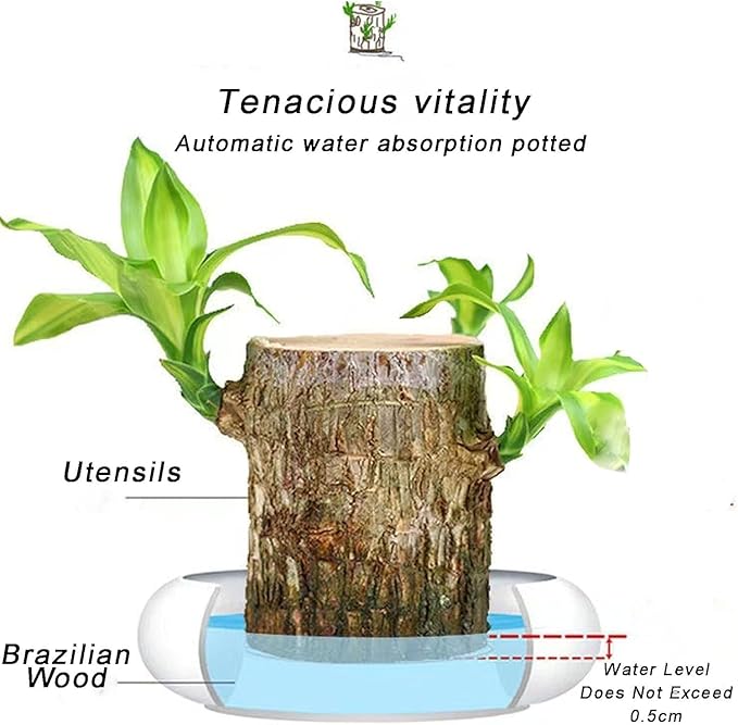 Lucky Brazil Wood Potted Plant (set of 2) | Succulent Plants Purify Air Pot Plant Lucky Brazil Wood Potted Plant (set of 2)