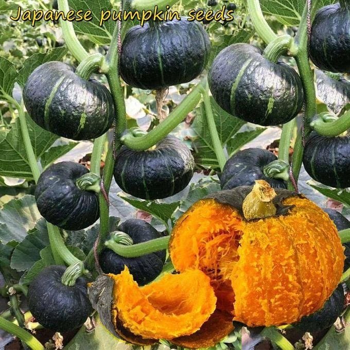 Organic Green Beibei Pumpkin Seeds (Set of 20 Seeds) Organic Green Beibei Pumpkin Seeds (Set of 20 Seeds)