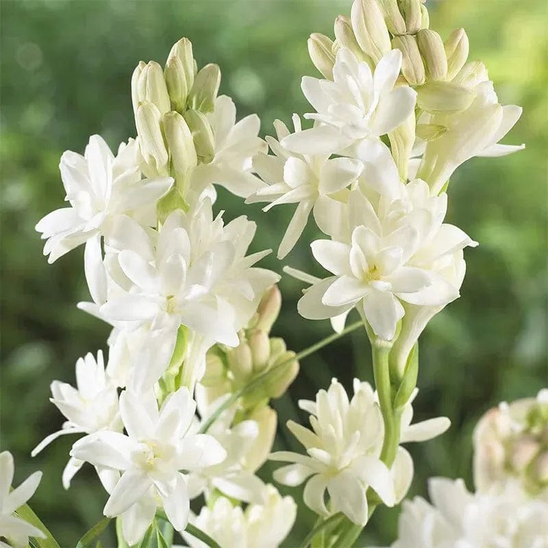 Petalizy™ (Pack of 2)| Natural Perfume Tuberose Fragnance For Home Organic Petalizy™ Tuberose Rajnigandha Seeds (Pack of 2) Zaavio®
