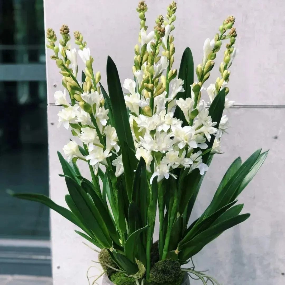 Petalizy™ (Pack of 2)| Natural Perfume Tuberose Fragnance For Home Organic Petalizy™ Tuberose Rajnigandha Seeds (Pack of 2) Zaavio®