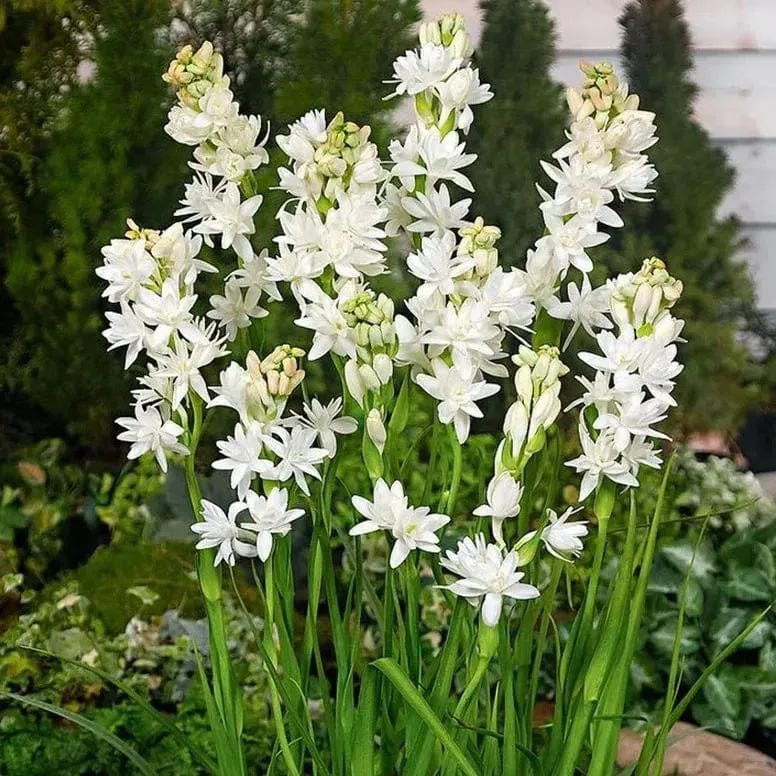 Petalizy™ (Pack of 2)| Natural Perfume Tuberose Fragnance For Home Organic Petalizy™ Tuberose Rajnigandha Seeds (Pack of 2) Zaavio®