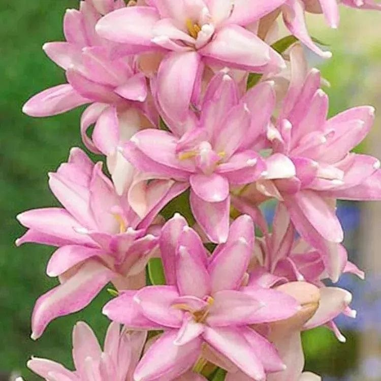 Petalizy™ (Pack of 2)| Natural Perfume Tuberose Fragnance For Home Organic Petalizy™ Tuberose Rajnigandha Seeds (Pack of 2) Zaavio®