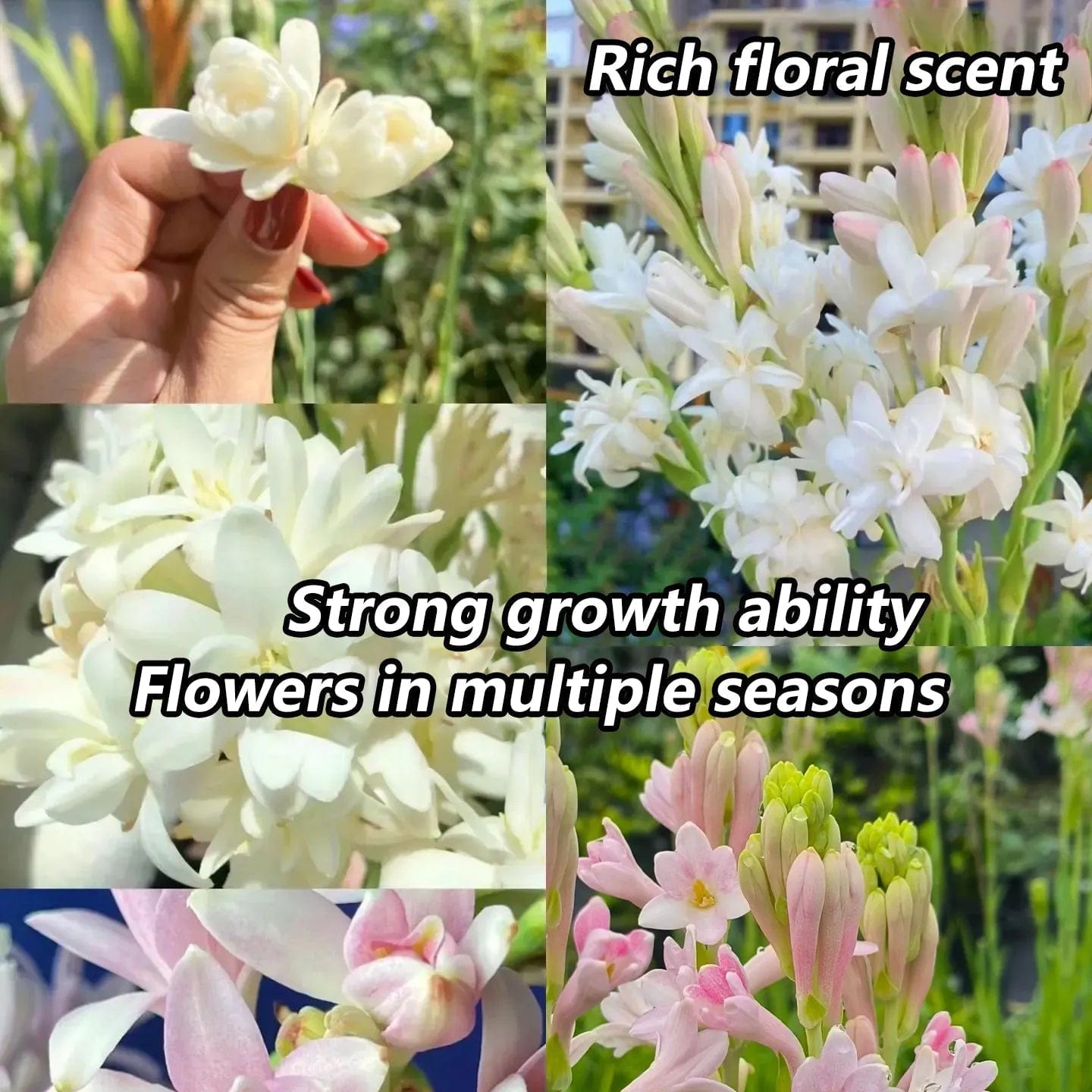 Petalizy™ (Pack of 2)| Natural Perfume Tuberose Fragnance For Home Organic Petalizy™ Tuberose Rajnigandha Seeds (Pack of 2) Zaavio®