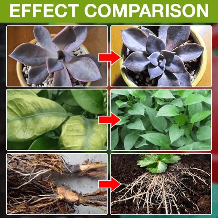 Plant Nutrients Hormone Fertilizers Growth Regulators In Plant - Plant Growth Enhancer (Set of 3) Plant Growth Enhancer (Set of 3)
