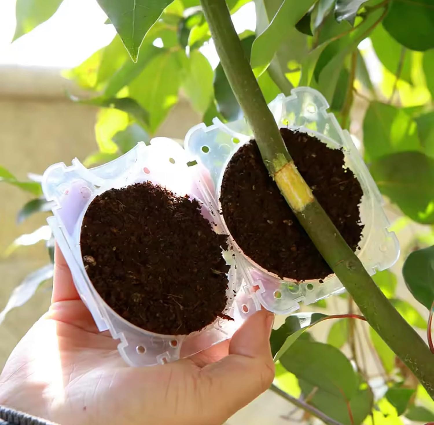 Plant Rooting Balls (Set of 5 with Free Pot mix) | Vegetable Seeds Flower Grow Bags Tools For Gardening Fertilizer Plant Plant Rooting Balls (Set of 5 with Free Pot mix)